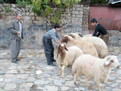 جلوه های آیینی عید قربان در فرهنگ مردم